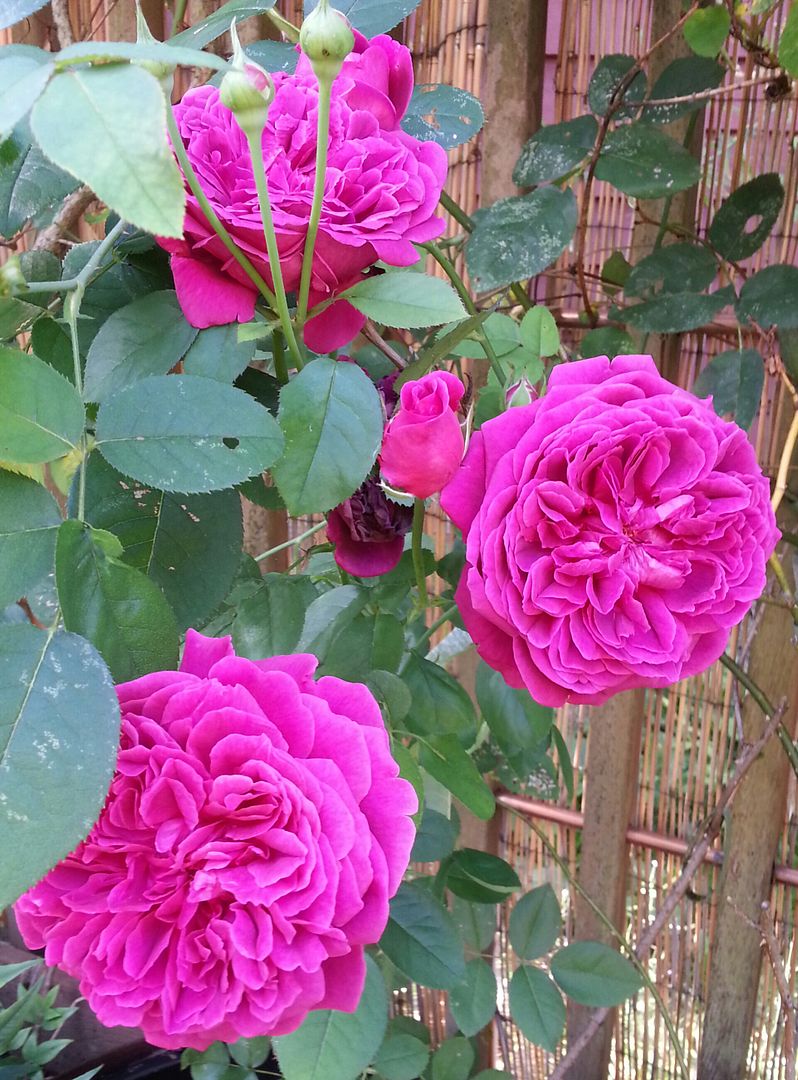  photo 20140802_104941-1_zps8egkpung.jpg